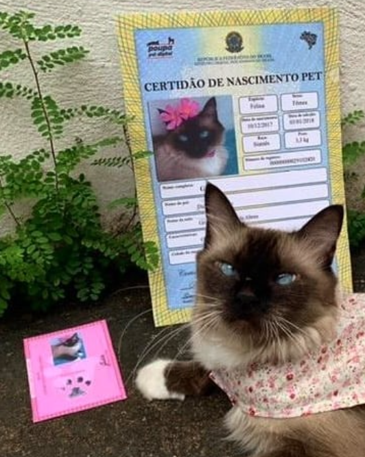 Foto do pet do depoimento